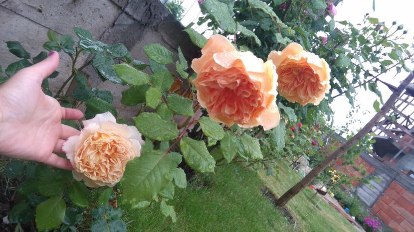  - Crown Princess Margareta