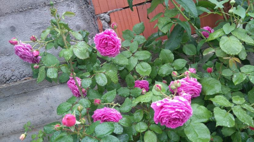 Rose de Rescht - Trandafiri de dulceata
