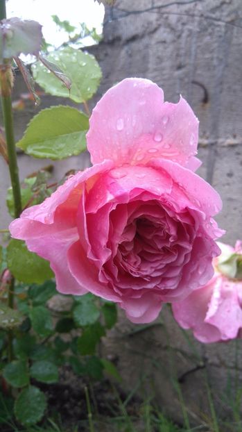  - Princess Alexandra of Kent