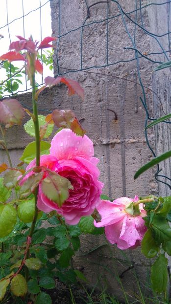  - Princess Alexandra of Kent