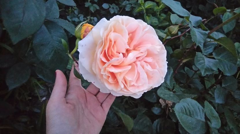 Floare f mare in 2017 - Candelight