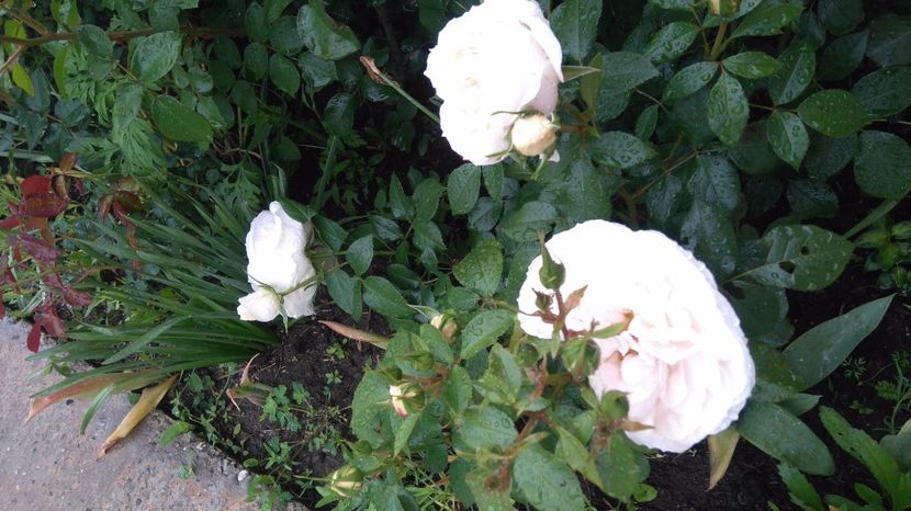  - Uetersener klosterrose- urcator