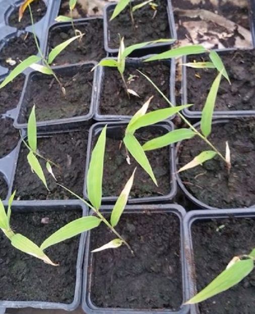 Moso Bamboo from fresh seeds - Moso Bamboo-Phyllostachys pubescens