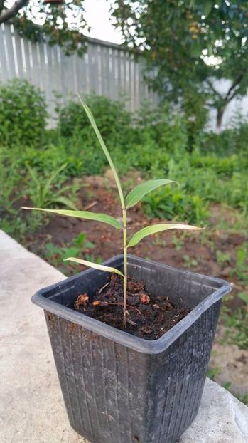 Moso Bamboo planta - Moso Bamboo-Phyllostachys pubescens