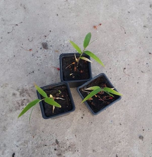 Moso Bamboo plante - Moso Bamboo-Phyllostachys pubescens