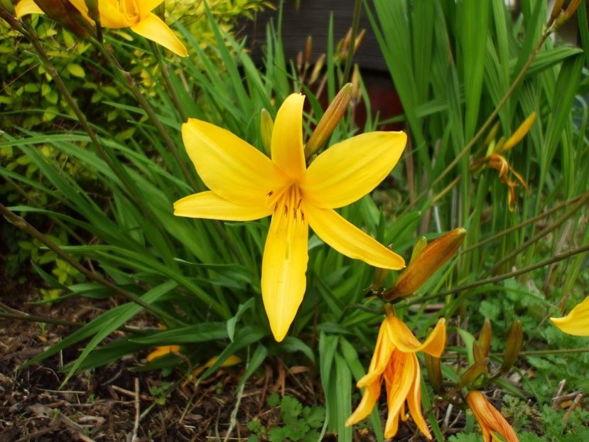 Crinul Hemerocallis citrina Baroni galben - Hemerocallis citrina Baroni crin galben