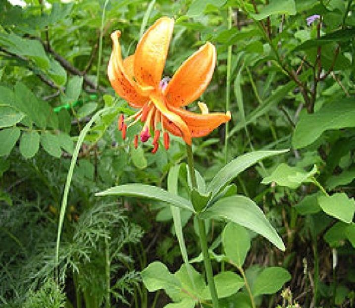 Crin Lilium Distichum Nakai - Lilium Distichum Nakai