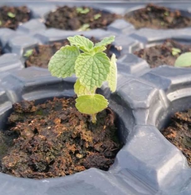 Paulownia rasaduri mici - ACASA-De vinzare-Flori-Arbusti-Seminte 2017