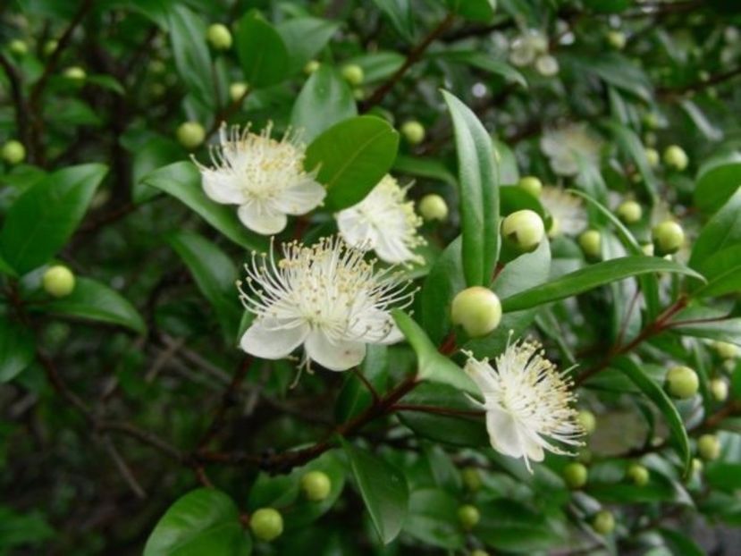 Mirt ( Myrtus communis ) 1 saminta - 3 RON - Mirt - Myrtus communis