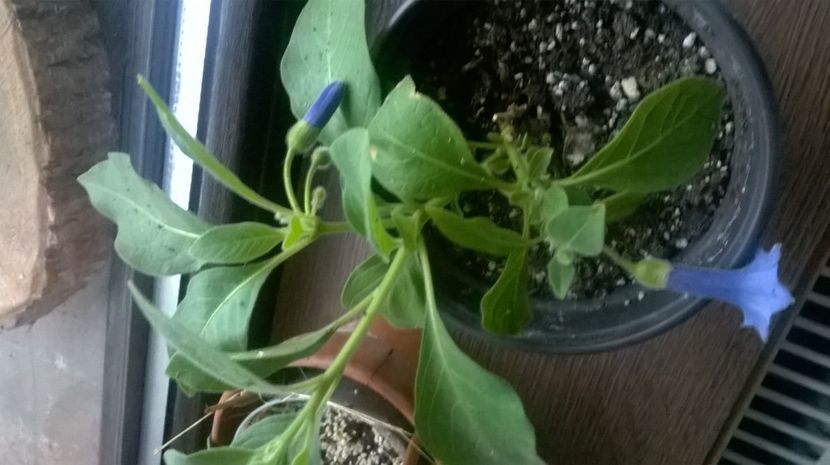 .Mulumesc Doina ...acnistus - plante cadou de pe sunphoto