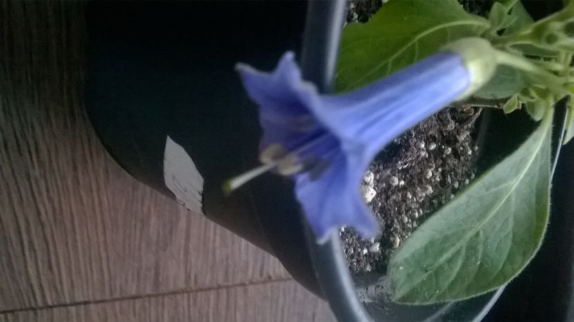 e plina de bobocei. - plante cadou de pe sunphoto