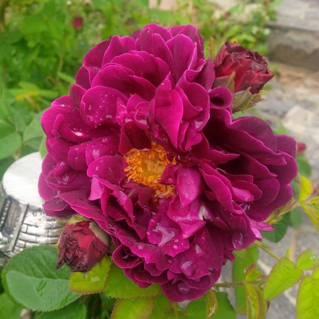 tuscany superb - trandafiri 2017