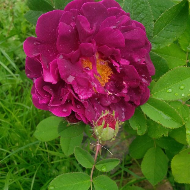 TS - trandafiri 2017