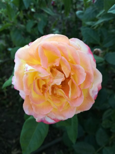  - Flori si culori 2016