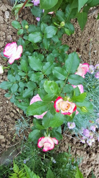  - P--GRADINA MEA