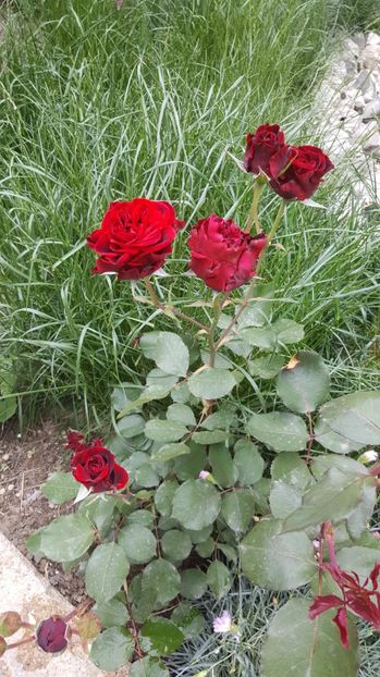 2017-05-25 11.54.14 - P--GRADINA MEA
