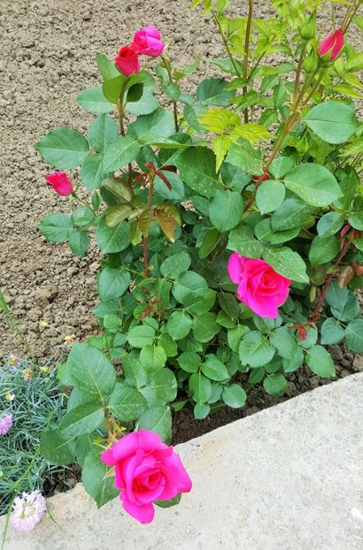 2017-05-25 11.55.22 (3) - P--GRADINA MEA