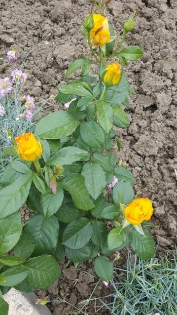 2017-05-25 11.55.37 - P--GRADINA MEA