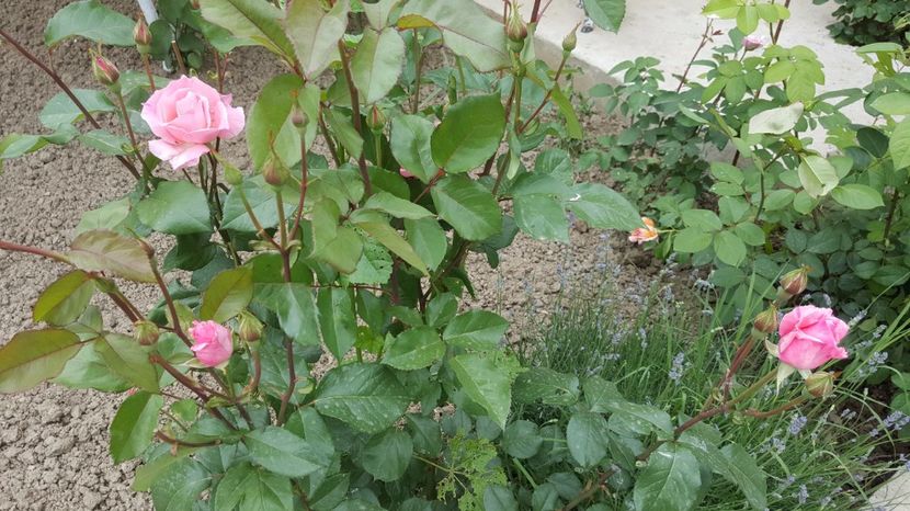 2017-05-25 11.56.07 - P--GRADINA MEA