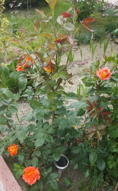 2017-05-25 12.01.43 (2) - P--GRADINA MEA