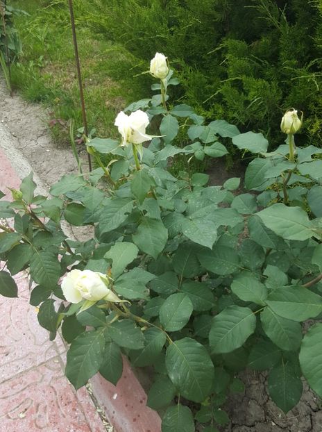 2017-05-25 12.02.50 (2) - P--GRADINA MEA