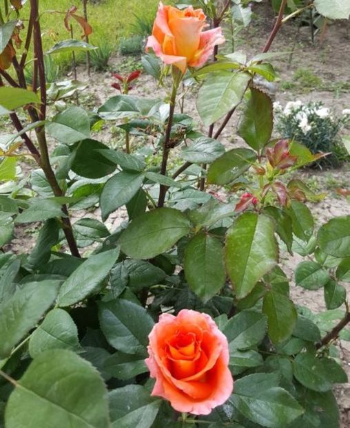  - P--GRADINA MEA