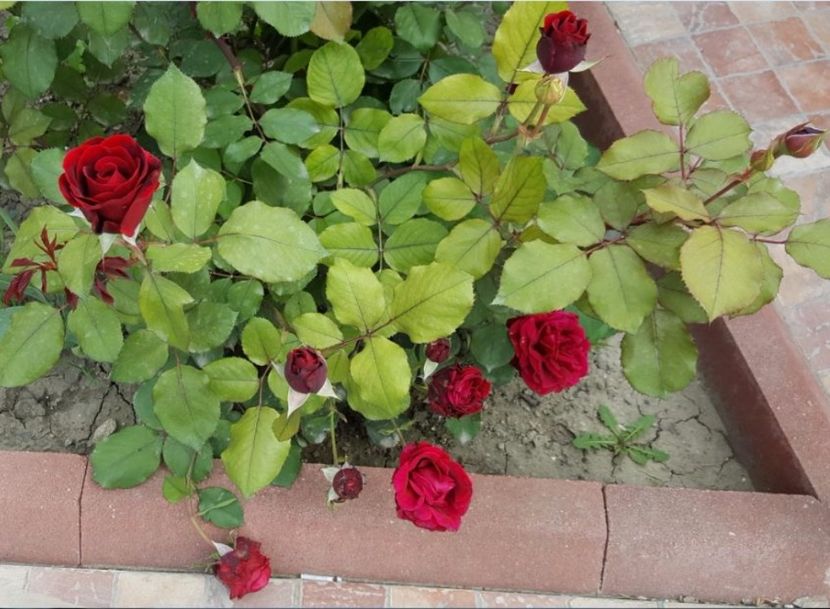  - P--GRADINA MEA