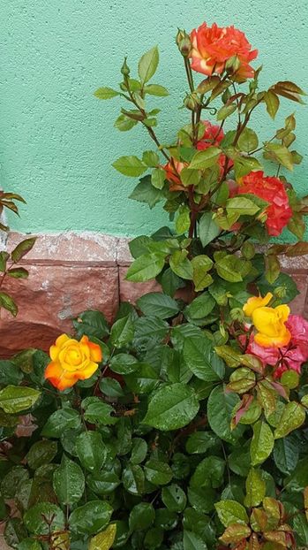  - P--GRADINA MEA