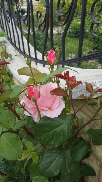 2017-05-25 11.44.02 - P--GRADINA MEA