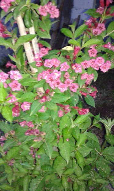  - IN GRADINA