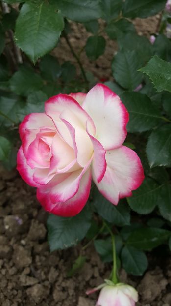  - P--GRADINA MEA
