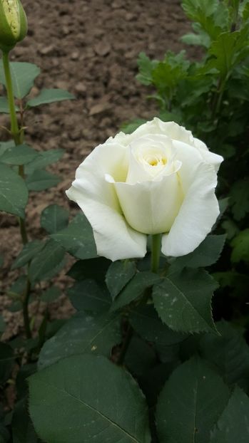  - P--GRADINA MEA