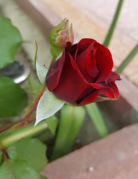  - P--GRADINA MEA