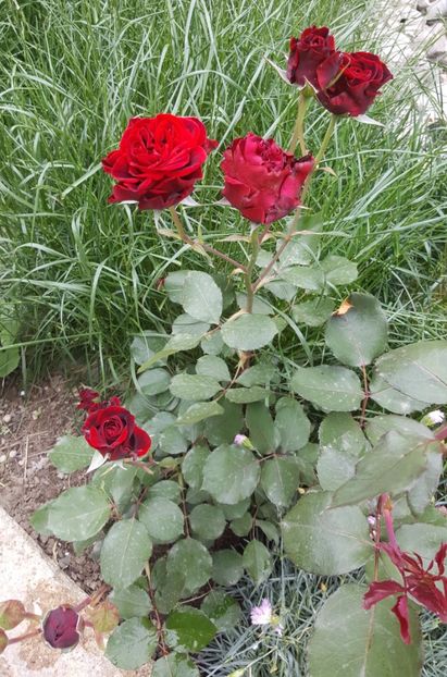 2017-05-25 11.54.14 (2) - P--GRADINA MEA