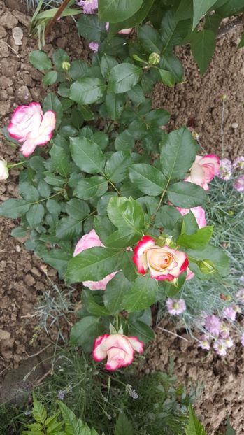 2017-05-25 11.56.48 - P--GRADINA MEA