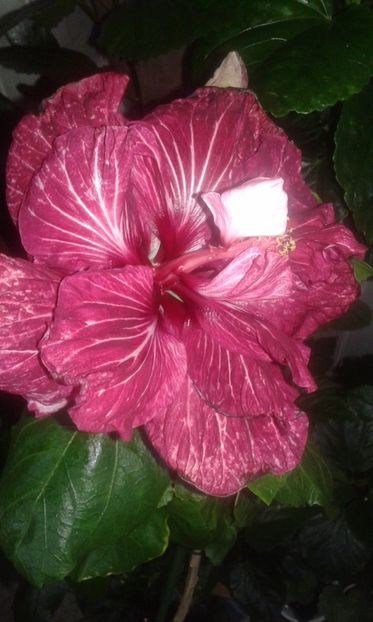  - HIBISCUS 2017