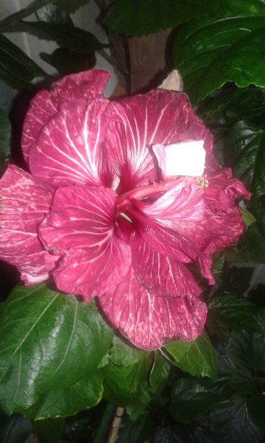  - HIBISCUS 2017