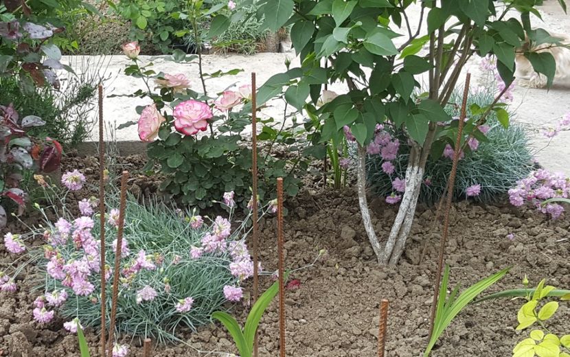 2017-05-25 11.58.19 (2) - P--GRADINA MEA