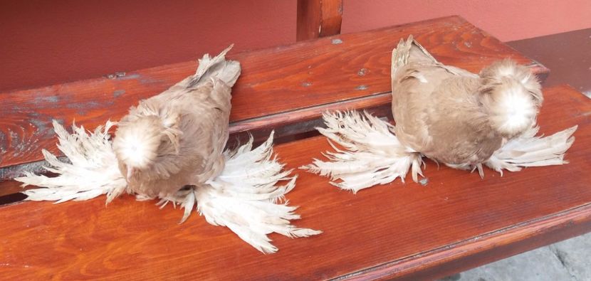  - TOBOSARI DE BUHARA