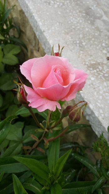  - P--GRADINA MEA