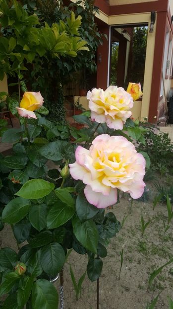 2017-05-25 12.02.05 - P--GRADINA MEA