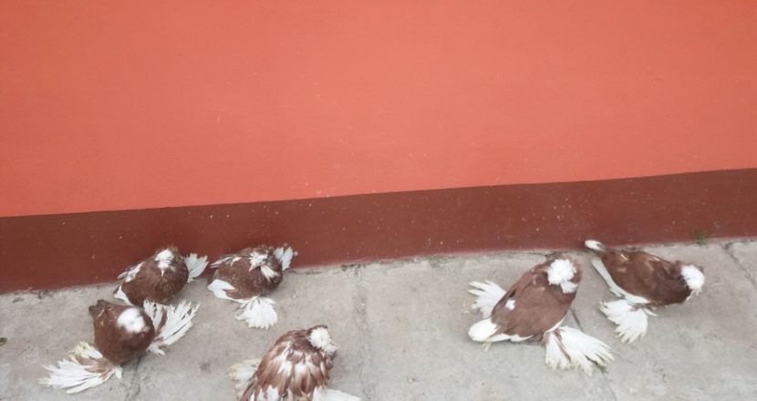  - TOBOSARI DE BUHARA