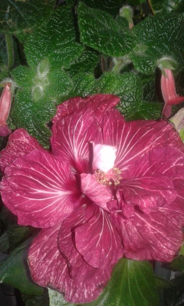  - HIBISCUS 2017