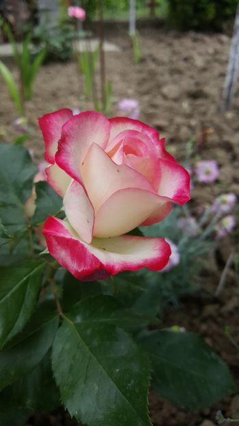  - P--GRADINA MEA