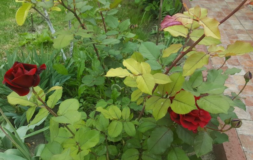 2017-05-25 12.04.43 (2) - P--GRADINA MEA