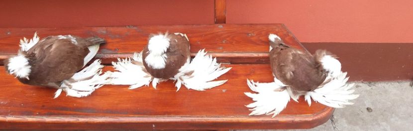  - TOBOSARI DE BUHARA