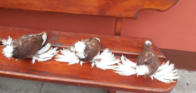 20170510_163740 - Copy - TOBOSARI DE BUHARA