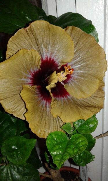  - HIBISCUS 2017