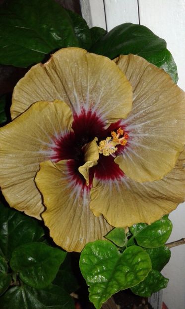  - HIBISCUS 2017