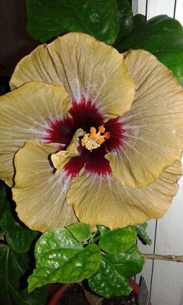  - HIBISCUS 2017